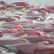 Sockeye salmon are seen in Bristol Bay, Alaska, in an undated handout picture provided by the Environmental Protection Agency (EPA). Large-scale mining in the Bristol Bay watershed poses serious risks to salmon and native cultures in this pristine corner of southwest Alaska, the U.S. Environmental Protection Agency said in a report released on Wednesday. REUTERS/Environmental Protection Agency/Handout via Reuters